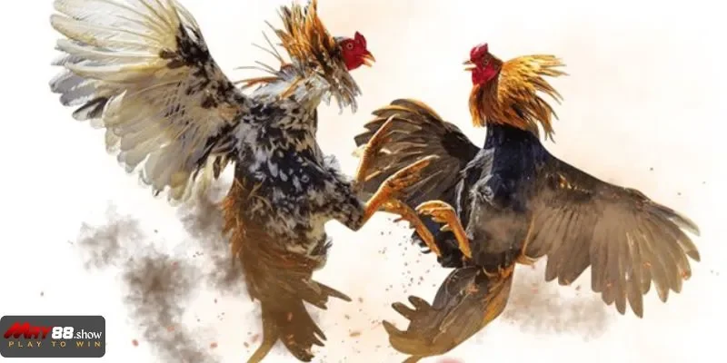 Linh hoạt theo biến động kèo là bí quyết để luôn thắng cuộc