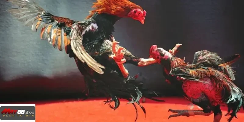 May88 24/7 - Tự do đá gà, tận hưởng từng giây phút kịch tính