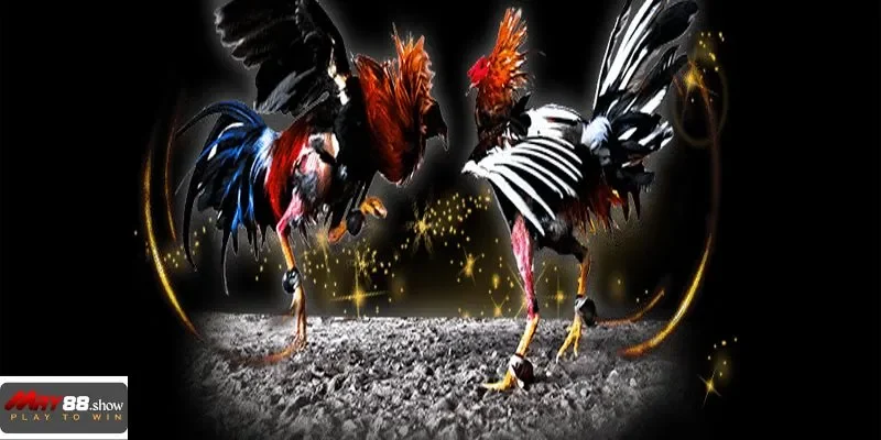 Nhiều lựa chọn - Một trải nghiệm đỉnh cao cùng May88