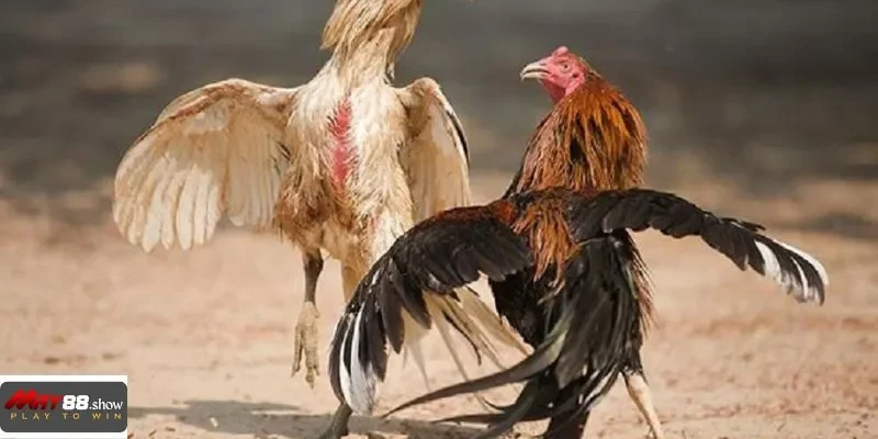 Tỷ lệ thưởng rõ ràng, cơ hội chiến thắng gia tăng cùng May88